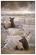 elks sitting at hot springs
