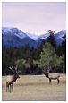 elks in Jasper National Park